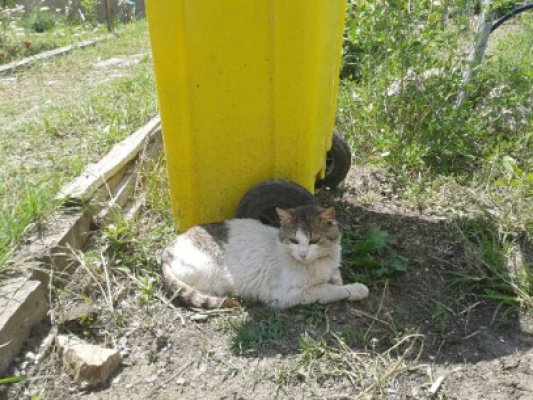 O bancă le împrumută o pisică celor care iau un credit ipotecar, pentru noroc